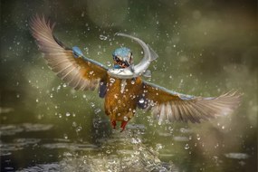 Fotografie Kingfisher, Alberto Ghizzi Panizza