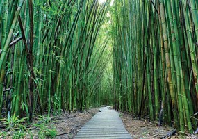 Fototapet - Bambus (152,5x104 cm), în 8 de alte dimensiuni noi