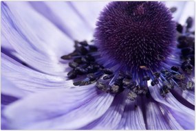 Tablou - Floare mov (90x60 cm)