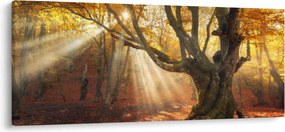 Tablou - Lumina de toamnă (120x50 cm)