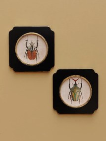 Set 2 tablouri cu insecte, cu rama din lemn, Beetles