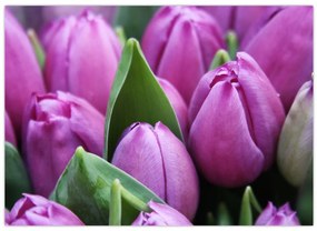 Tablou - florile lalelelor (70x50 cm)