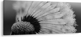 Tablou cu păpădie - albnegru (120x50 cm)