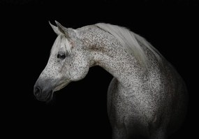 Fototapet - Calul alb (254x184 cm), în 8 de alte dimensiuni noi