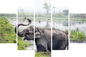 Tablou - Elefant de scăldat (150x105 cm)
