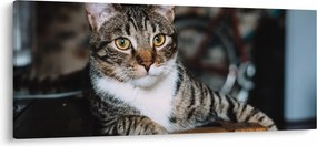 Tablou cu pisica (120x50 cm)