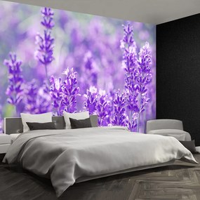 Fototapet Lavandă Purple