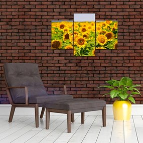 Tablou - Floarea-soarelui (90x60 cm)