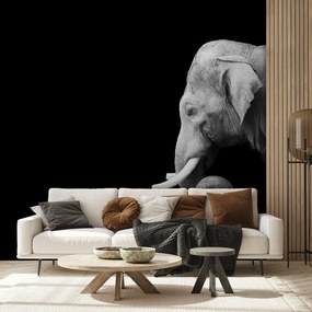 Fototapet - Elefant, alb și negru (147x102 cm)