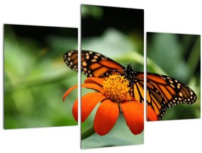 Tablou cu fluture pe floare (90x60 cm)