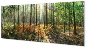 Tablouri acrilice copac mesteacăn Pădure