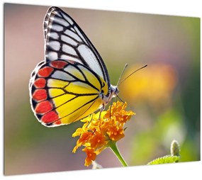 Tablou - Fluture pe floare (70x50 cm)