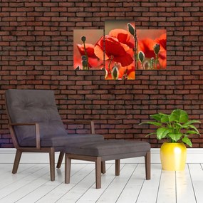 Tablou cu flori de maci (90x60 cm)