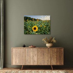 Tablou pe sticlă - Câmpul de floarea-soarelui II. (70x50 cm)