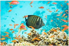 Tablou lumii submarine (90x60 cm)