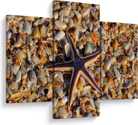 Tablou cu stea de mare (90x60 cm)