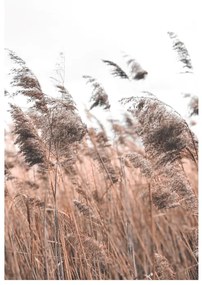 Poster reed grass