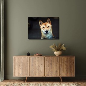 Tablou cu câine (70x50 cm)