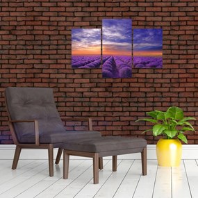 Tablou câmpului cu lavandă (90x60 cm)