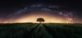 Fotografie Milky way over lonely tree, Ivan Ferrero