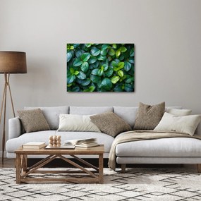 Tablou - Plante verzi (70x50 cm)