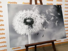 Tablou păpădie magică în alb-negru