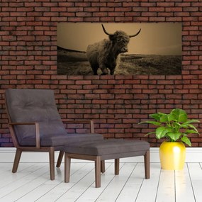 Tablou - Vacă scoțiană pe fugă (120x50 cm)