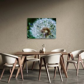 Tablou pe sticlă cu păpădie desflorit (70x50 cm)