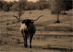 Tablou pe sticlă - Vacă din Texas (70x50 cm)