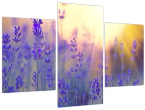 Tablou - Levănțică (90x60 cm)