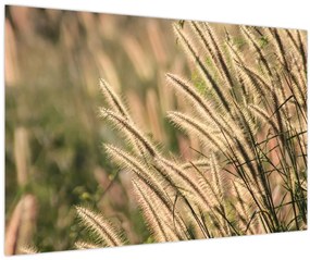 Tablou - Cereale (90x60 cm)