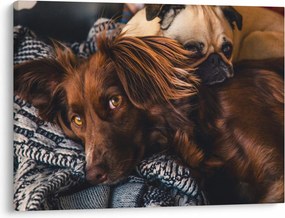 Tablou cu câini dormind (70x50 cm)