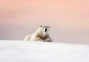 Fototapet - Urs polar (147x102 cm)