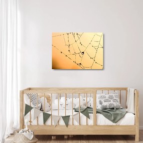 Tablou pe sticlă cu pânză de pâianjen cu rouă (70x50 cm)