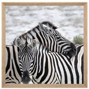 Tablou canvas Zebra, 58x58 cm