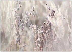 Tablou - Plante (70x50 cm)