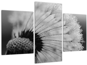 Tablou cu păpădie - albnegru (90x60 cm)