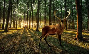 Fototapet - Cerb (254x184 cm)