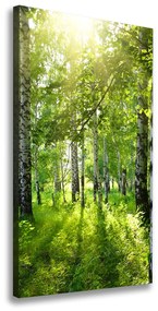 Print pe canvas Pădurea de mesteacăn