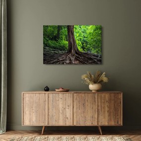 Tablou - Copac bătrîn cu rădăcini (90x60 cm)