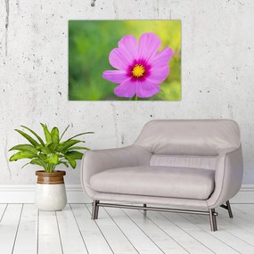 Tablou pe sticlă - floare de câmp (70x50 cm)