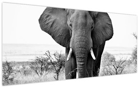 Tablou - Elefantul african II. (120x50 cm)