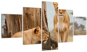 Tablou - două leoaice (125x70 cm), în 40 de alte dimensiuni noi