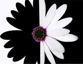 Tablou - Floare, alb- negru (70x50 cm)