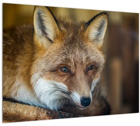 Tablou cu vulpe (70x50 cm)