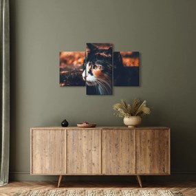 Tablou - Privirea pisicii (90x60 cm)