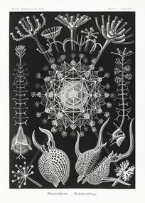 Reproducere Phaeodaria–Rohrstrahlinge (1904), Ernst Haeckel