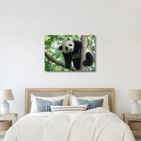 Tablou - Panda in copac (70x50 cm)