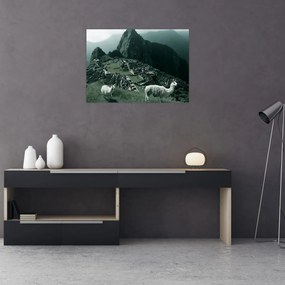 Tablou pe sticlă - Lamas la Machu Picchu în Peru (70x50 cm)