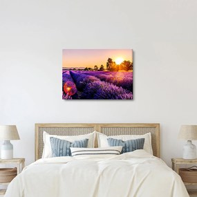 Tablou cu câmp de lavandă (70x50 cm)